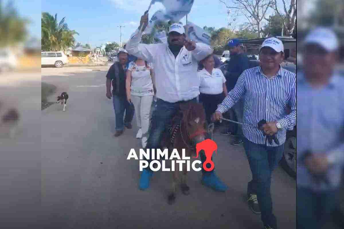 Candidato del PAN en Yucatán monta poni para hacer campaña; lo acusan por maltrato animal
