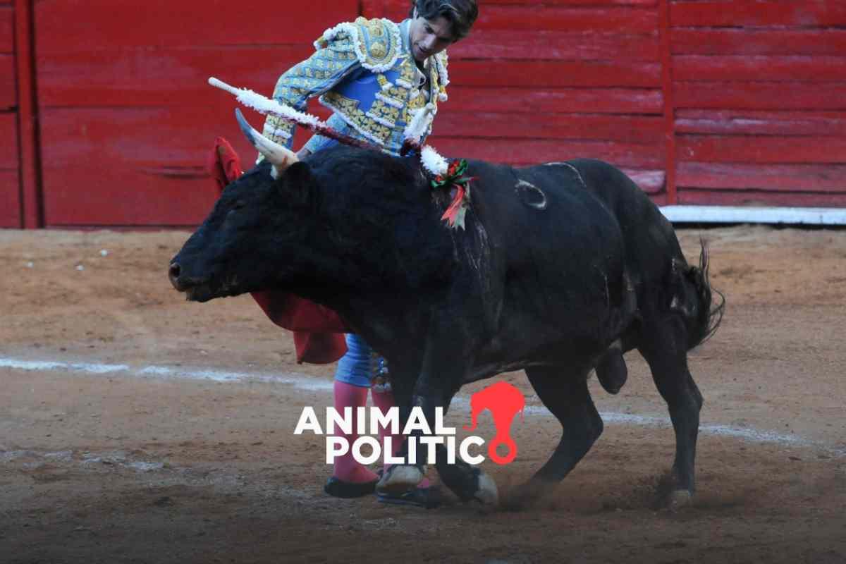 Jueza niega suspender las corridas de toros en la CDMX