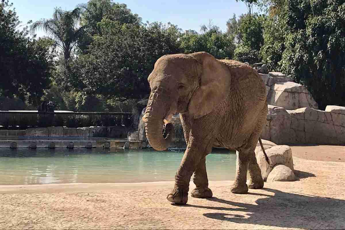 Ely, la elefanta 'oculta' en CDMX a quien activistas intentan rescatar de un zoológico