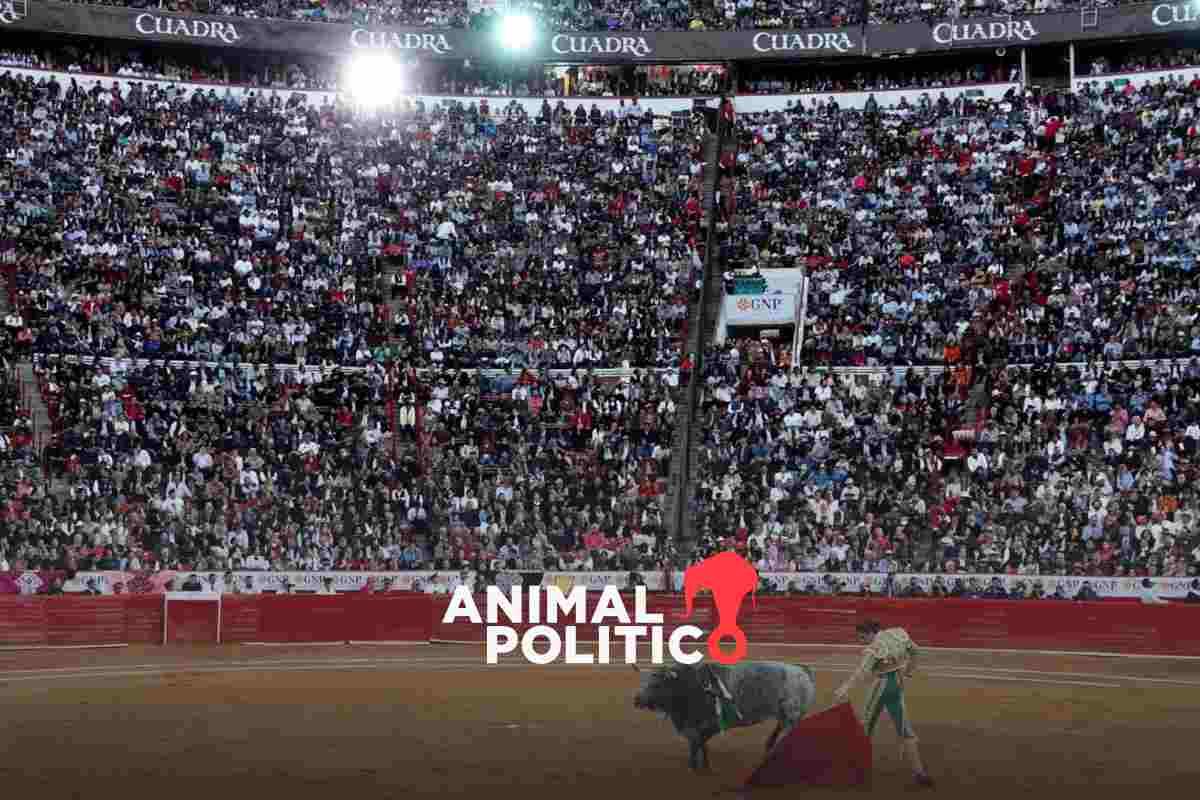 Aplazan audiencia sobre corridas de toros; Plaza México puede abrir sus puertas este viernes