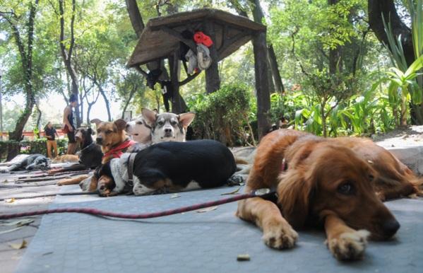 Redes y apps, la esperanza de volver a casa para mascotas perdidas en la CDMX