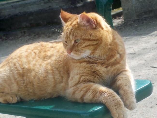 “¡Quieto ahí, perro!”