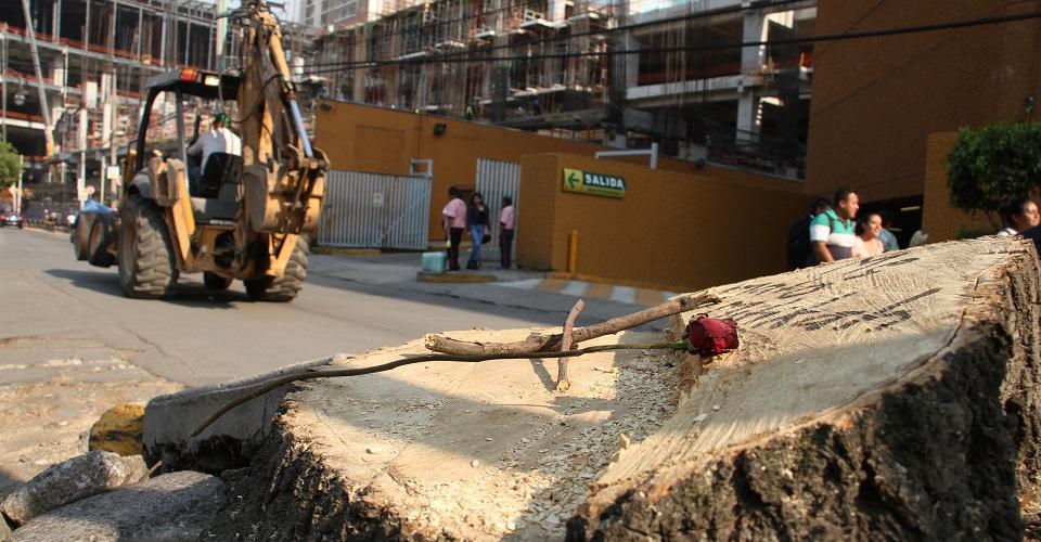 Multan con 40 mdp a Mítikah por tala ilegal de árboles en CDMX