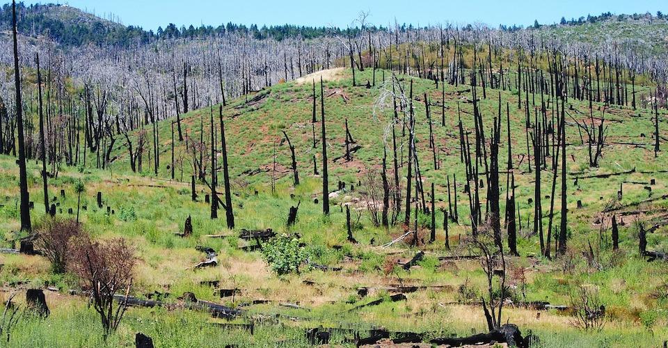 Activistas en México dicen que el presupuesto para áreas naturales  protegidas es insuficiente