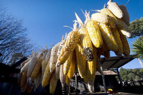 Especulación dispara precios de granos básicos: Gruma