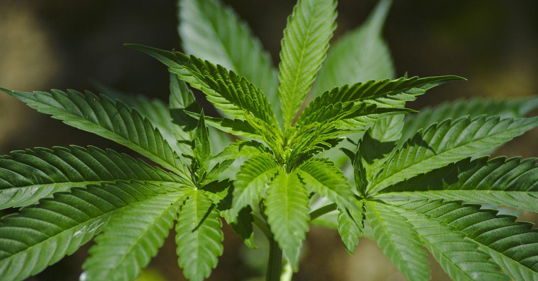 Estas son las reglas de la Cofepris para comercializar y sembrar mariguana medicinal