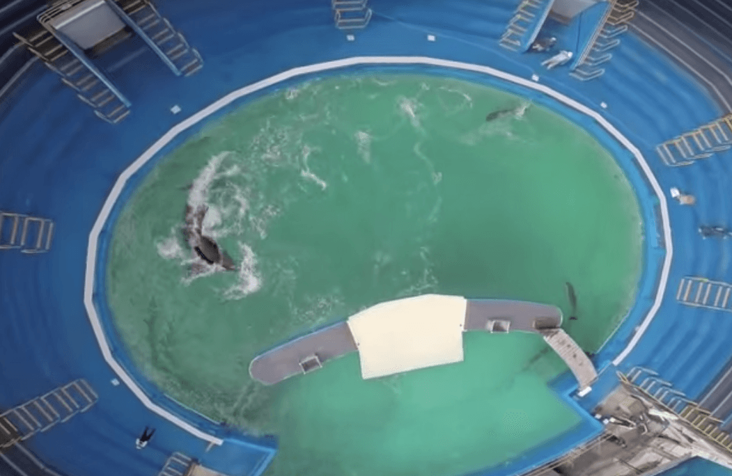 La orca que ha vivido durante 45 años en un pequeño estanque