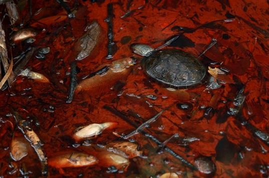 Ahora en Veracruz: derrame de gasolina contamina río