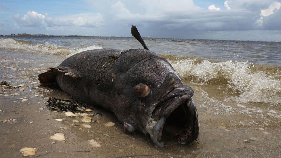 La histórica marea roja tóxica que invade las paradisiacas playas de Florida