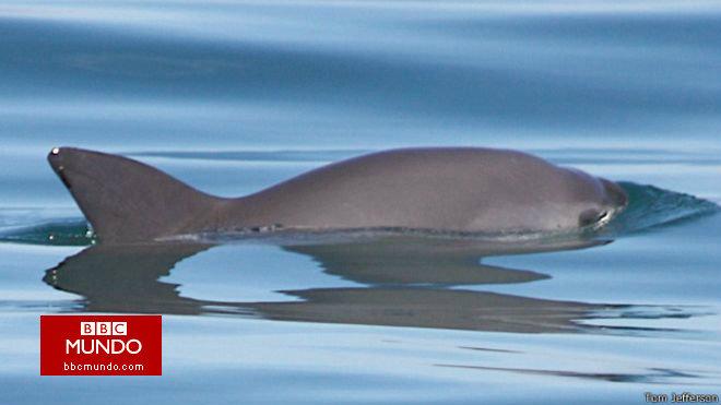 Las tímidas vaquitas marinas que están al borde de la extinción en México