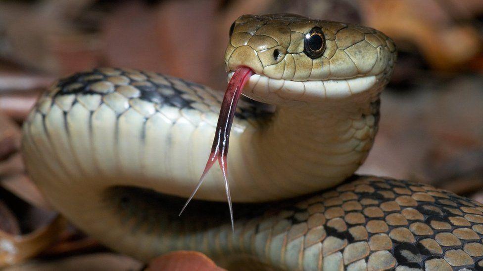 El polémico video donde policías de Indonesia usan una serpiente para aterrorizar a un sospechoso y arrancarle una confesión