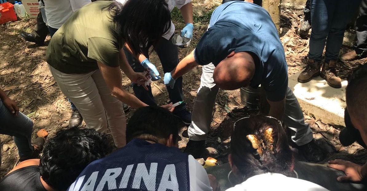 Investigan muerte de 15 manatíes en Tabasco; organizaciones y Profepa aplican medidas de protección