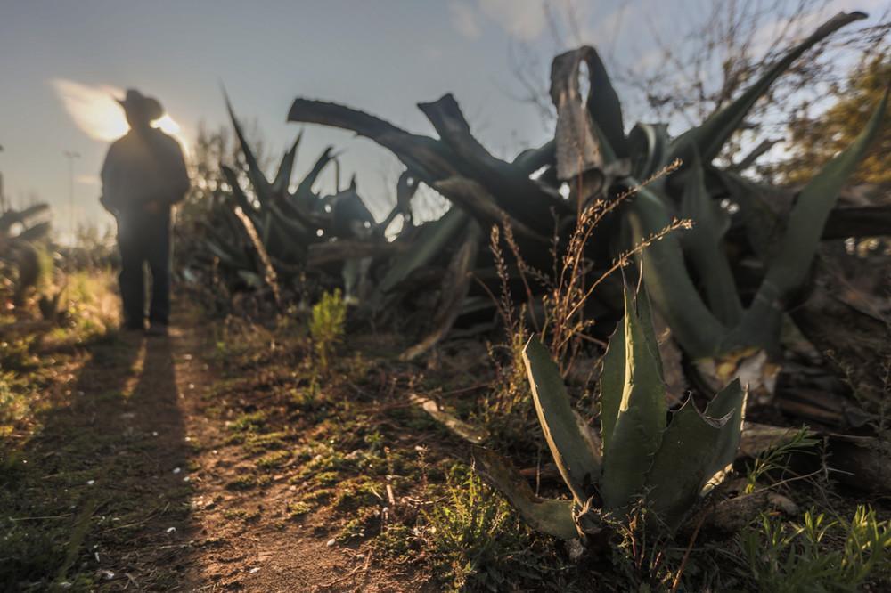 La ruta para tomar buen pulque