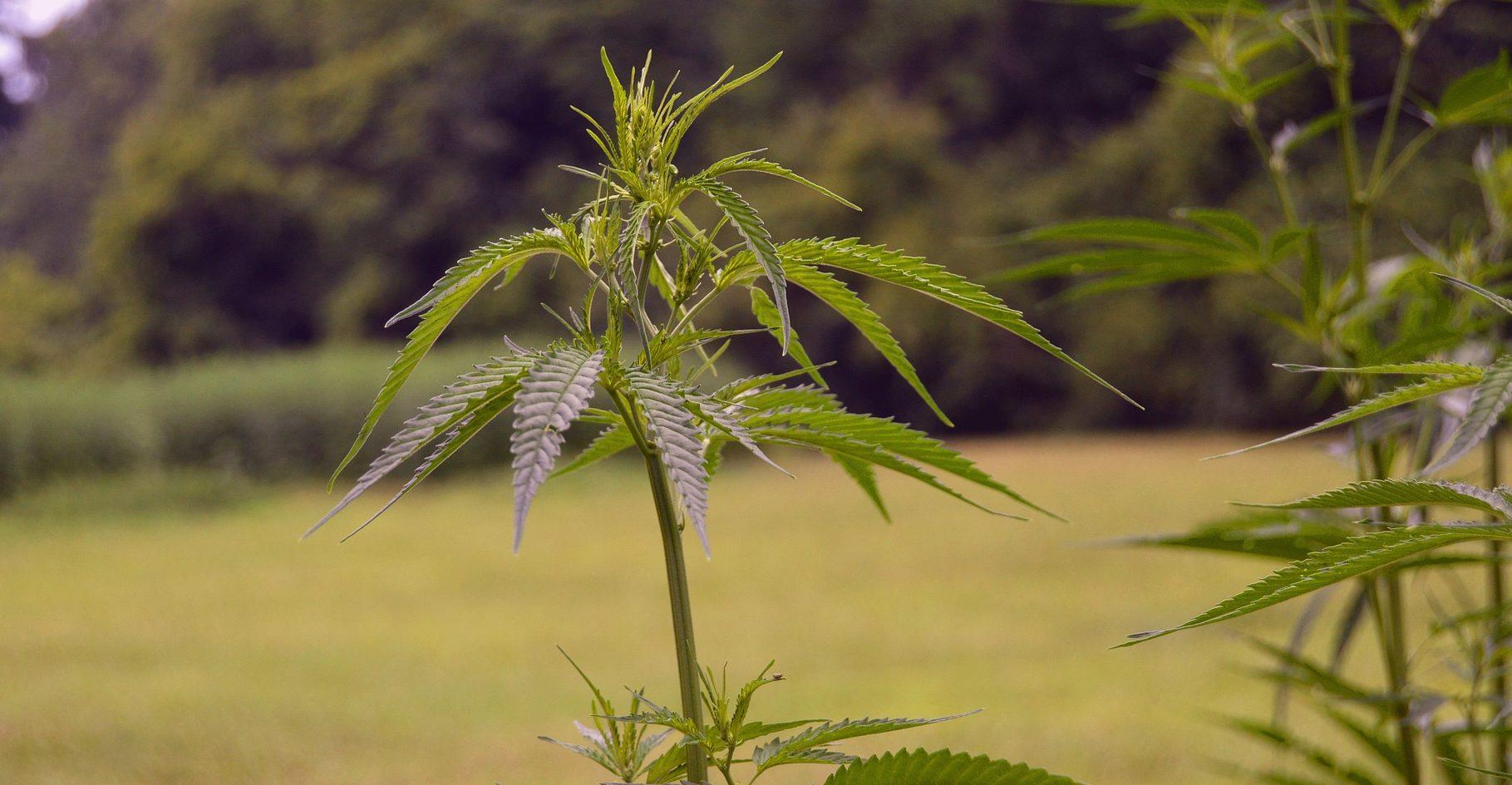 Expresidentes denuncian que prohibición de drogas no tiene bases científicas