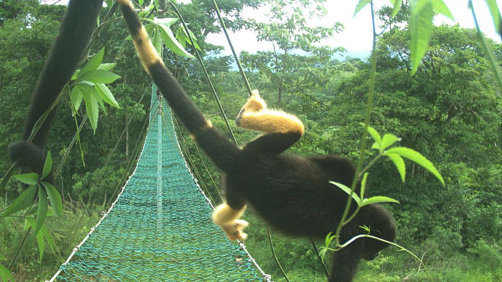 El misterio de los monos de Costa Rica que se están volviendo amarillos
