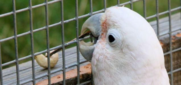 Fígaro, la cacatúa ingeniosa que fabrica sus propias herramientas