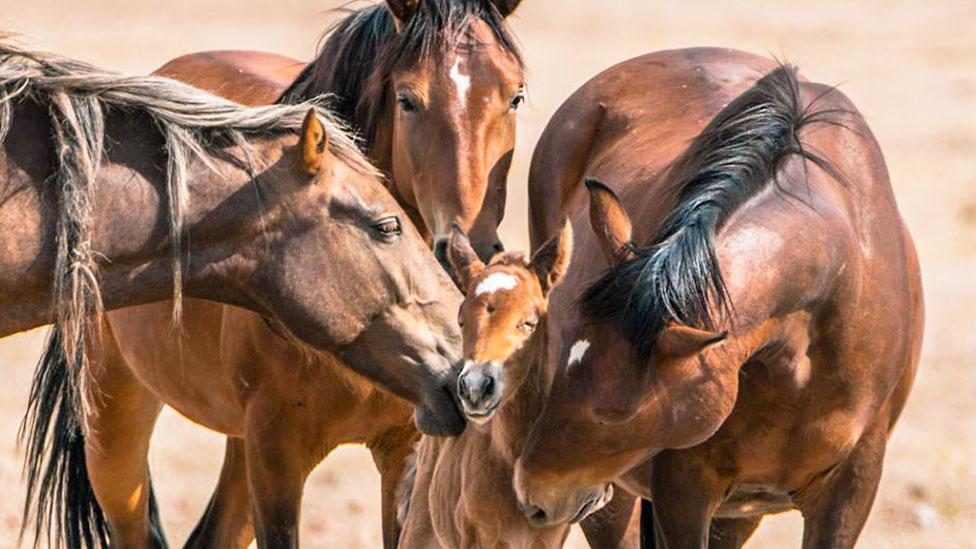 Por qué los míticos caballos salvajes del Lejano Oeste están en el centro de una encendida polémica en Estados Unidos