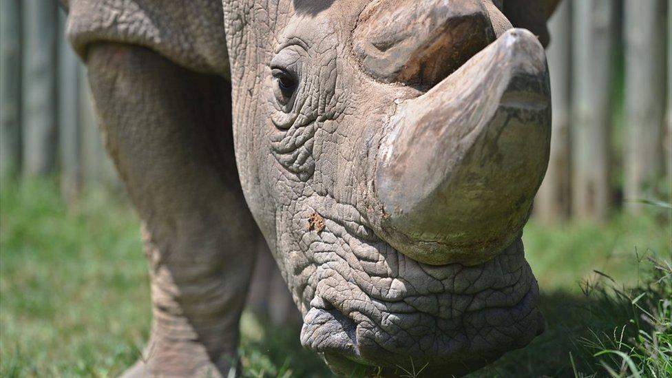 Muere Sudán, el último rinoceronte blanco del norte macho que quedaba en el mundo
