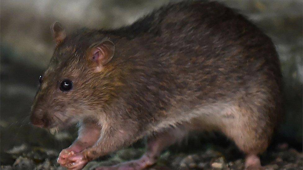 Detectan el primer caso en humanos de hepatitis de rata en Hong Kong