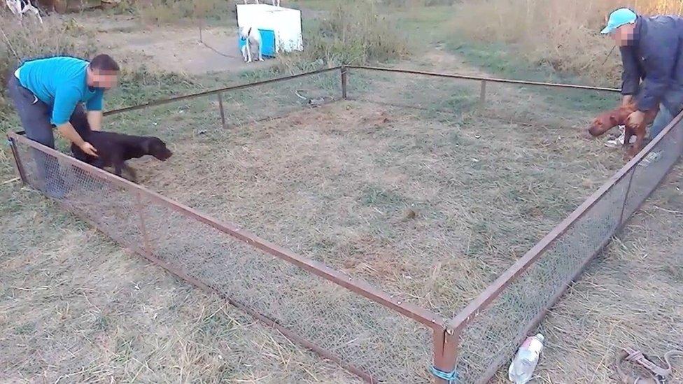 Investigación de la BBC: dentro del mundo ilegal de las peleas de perros organizadas