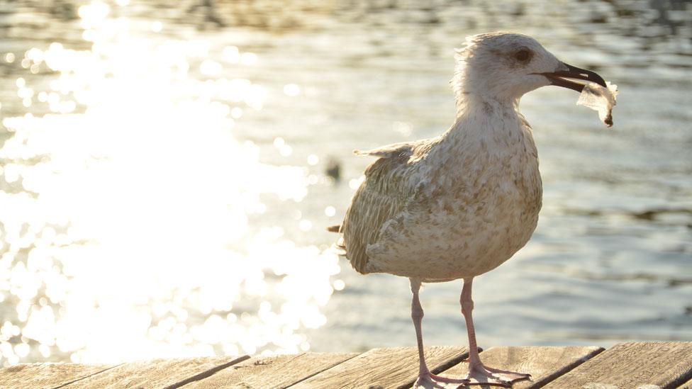 Las razones por las que los animales marinos no pueden dejar de comer plástico