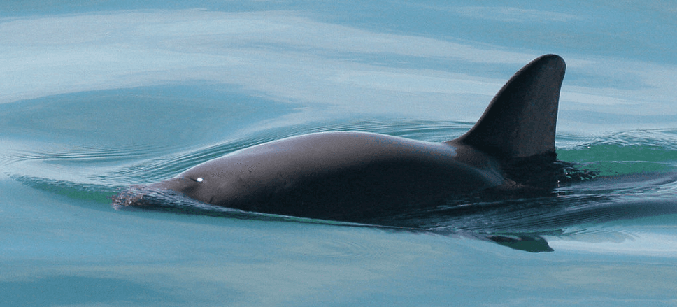 “Será una vergüenza internacional que México haya dejado extinguir a la vaquita marina”