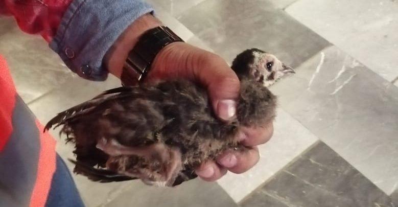 Rescatan a pequeño guajolote que caminaba en las vías del metro Pantitlán