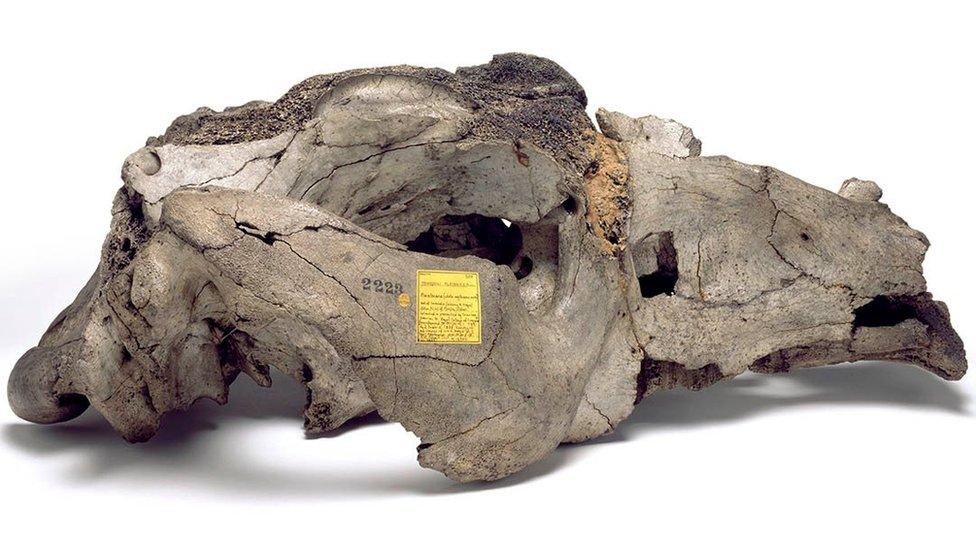 Así era el Toxodon platensis, el “extraño” animal gigante que Charles Darwin descubrió en Uruguay y que contribuyó a su teoría de la evolución