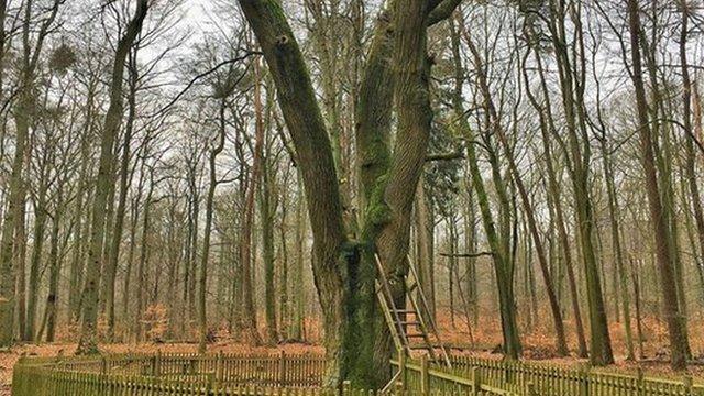 El árbol al que románticos incurables de todo el mundo le escriben para encontrar pareja (y al que atribuyen más de 100 matrimonios)