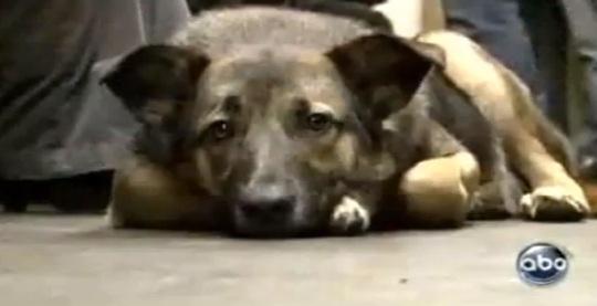 En Moscú, los perros viajan en Metro