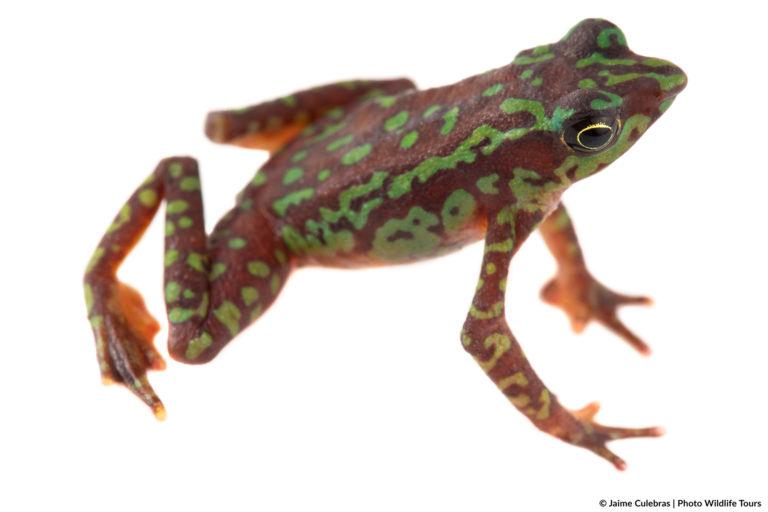 La carrera contra el tiempo para salvar de la extinción a las ranas arlequín en Latinoamérica