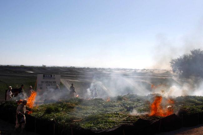 Tardarán un mes en quemar la mariguana del megaplantío