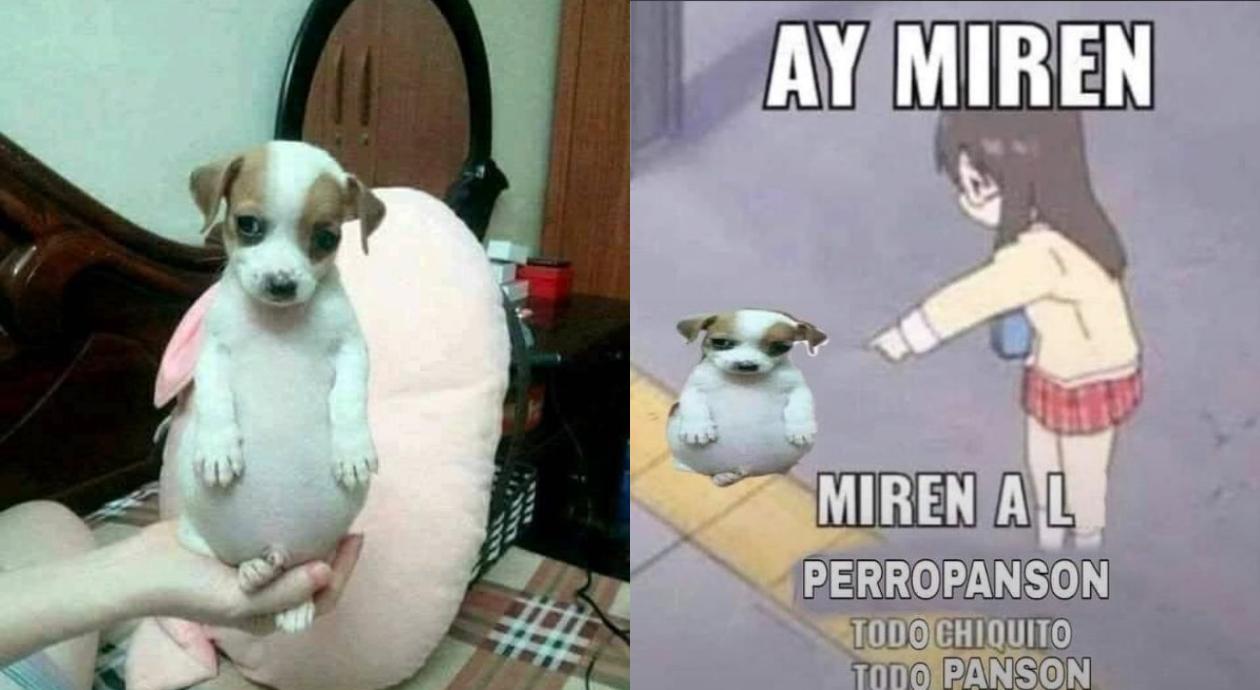 ‘Todo chiquito, todo panson’: *El origen del perrito panzón y sus mejores memes*