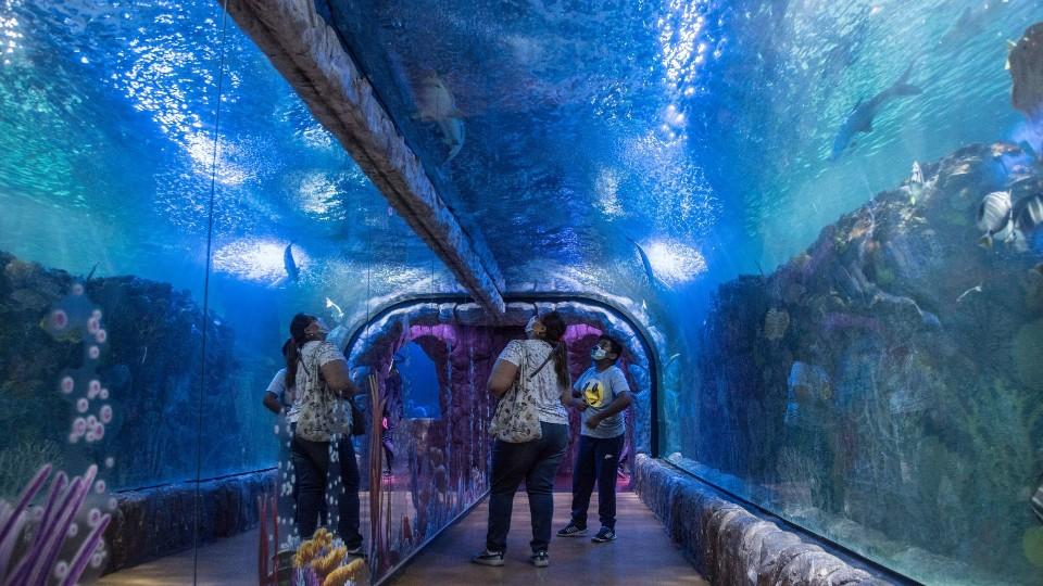 Bióloga muere en acuario Inbursa; fiscalía CDMX abre carpeta de investigación