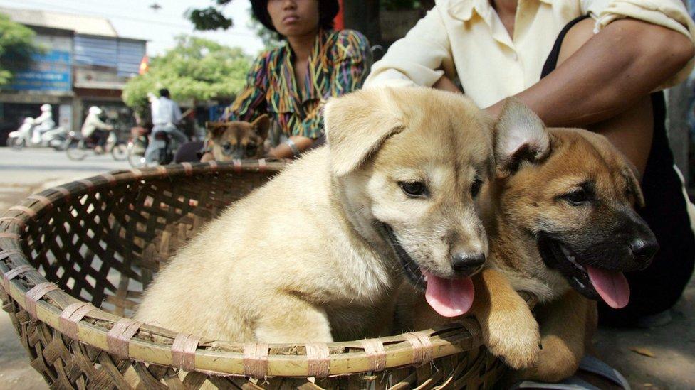 Por qué la capital de Vietnam les pide a sus habitantes que dejen de comer carne de perro