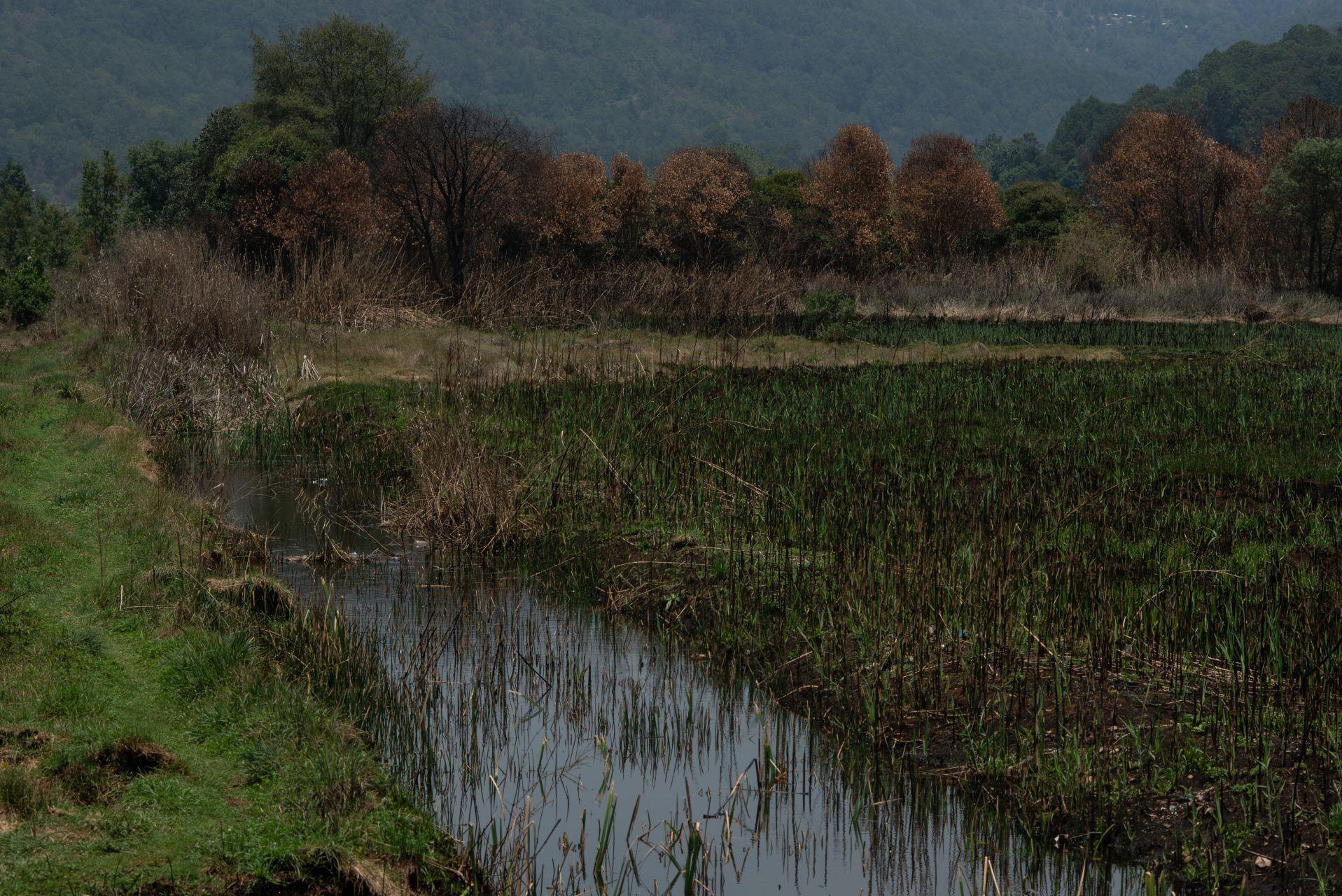 En México, estas son las 10 historias ambientales más importantes de este 2020