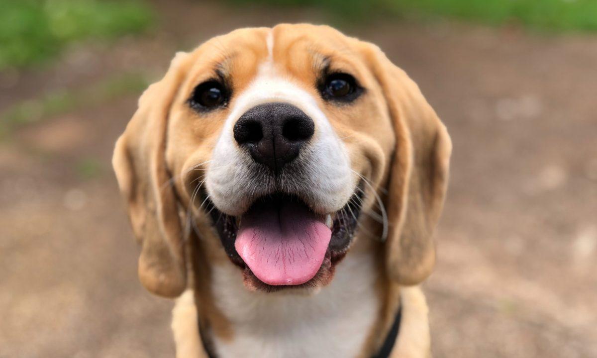 *¡Pura recomendación perrona!* Lugares y refugios para adoptar perros