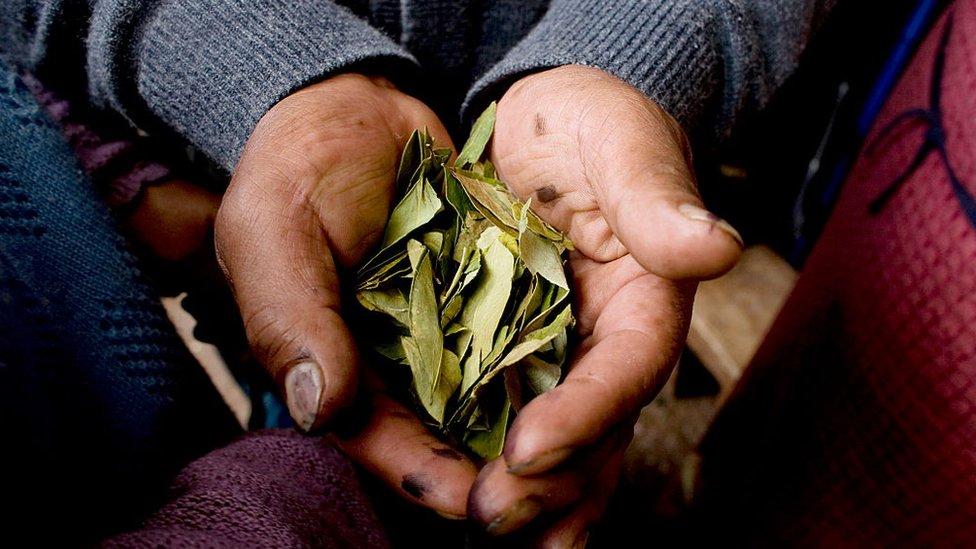 Stepan Company, la única empresa de Estados Unidos que importa hojas de coca con autorización de la DEA (y para qué la usa)