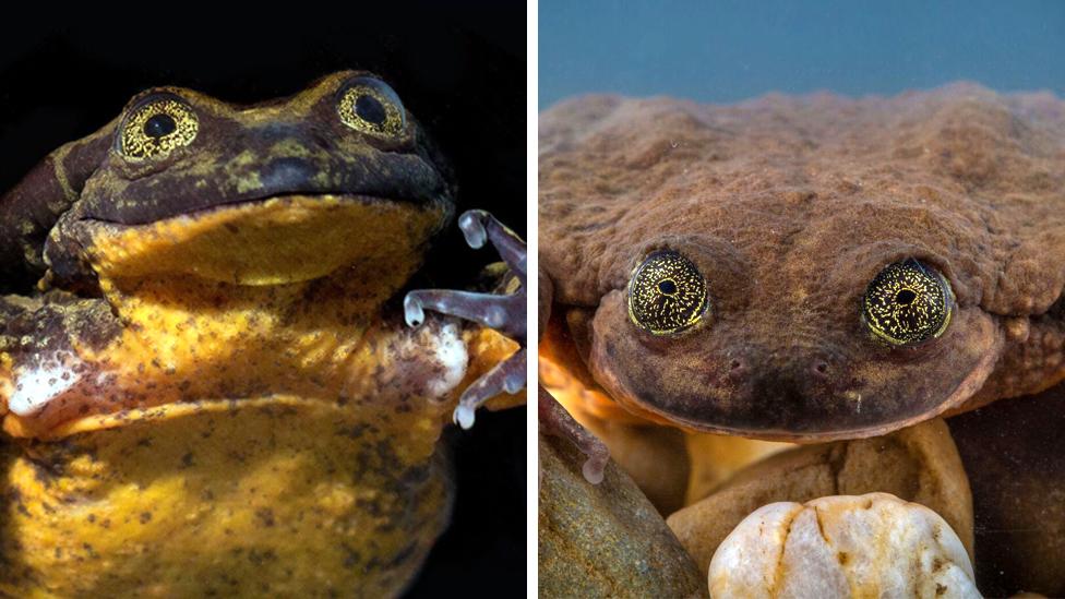 La “solitaria” rana boliviana Romeo finalmente tendrá una cita con Julieta para salvar a su especie