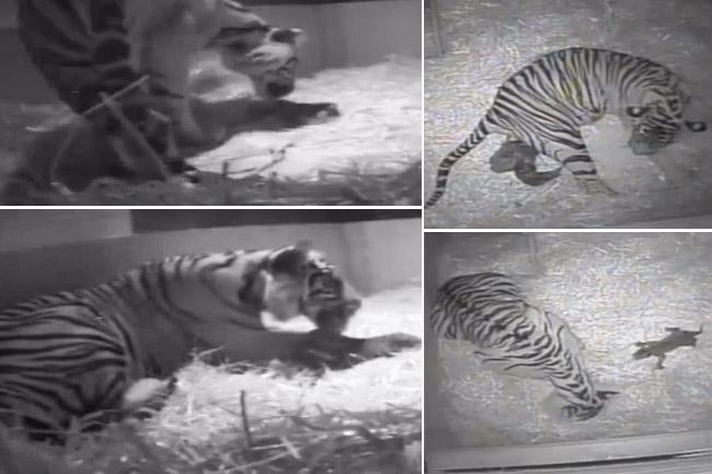 El instante del nacimiento de un cachorro de tigre