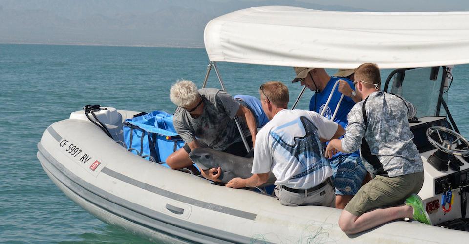 Gobierno federal carece de estrategia para apoyar a pescadores y conservar a la vaquita marina