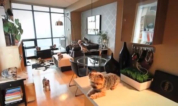 Harlem Shake perruno