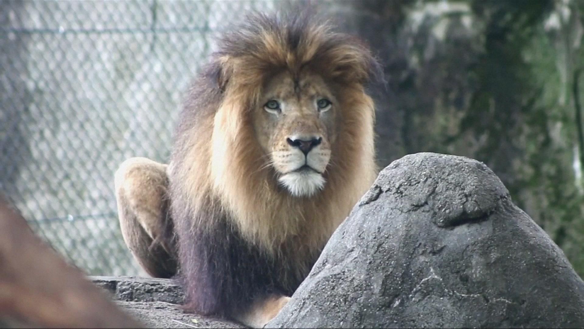 Una leona mata al padre de sus 3 cachorros en un zoo en Estados Unidos