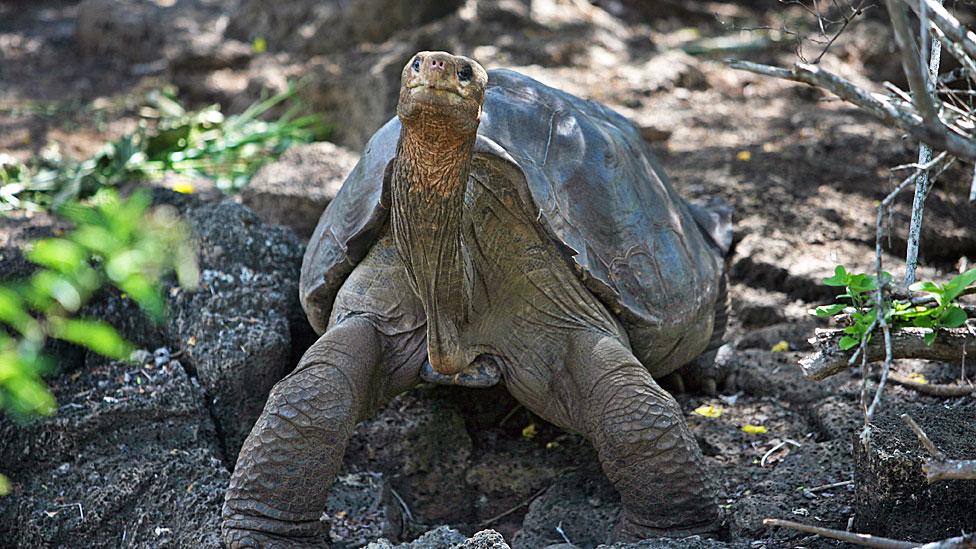 Solitario Jorge, la famosa tortuga gigante de las Islas Galápagos, podría tener la clave sobre la longevidad