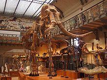 Confirman altas posibilidades para clonar un Mamut el año próximo