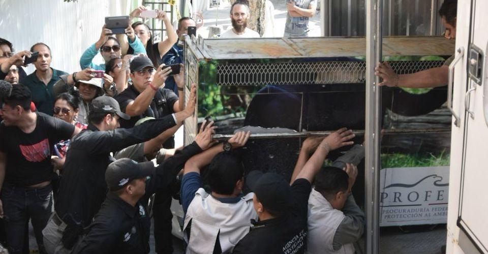 Policías localizan el cuerpo de un león abandonado en Iztapalapa