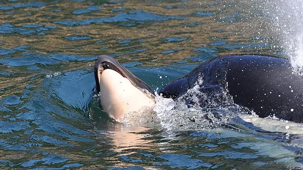 La orca que arrastró durante 17 días y más de 1.600 kilómetros a su cría muerta y finalmente la soltó