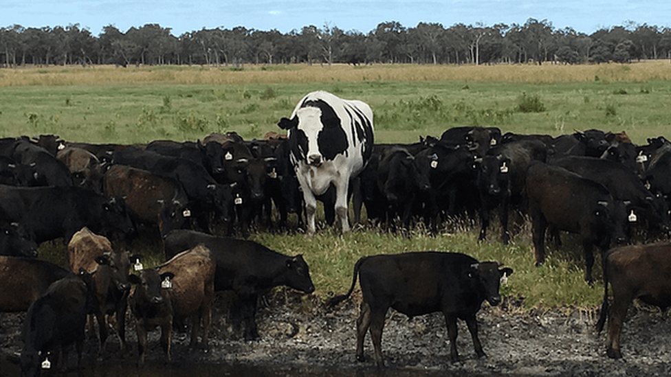 La vaca de casi dos metros y 1.400 kilos que se salvó de ser sacrificada por su enorme tamaño