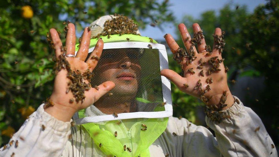 Qué es la apiterapia, el polémico tratamiento con abejas que llevó a la muerte a una mujer en España