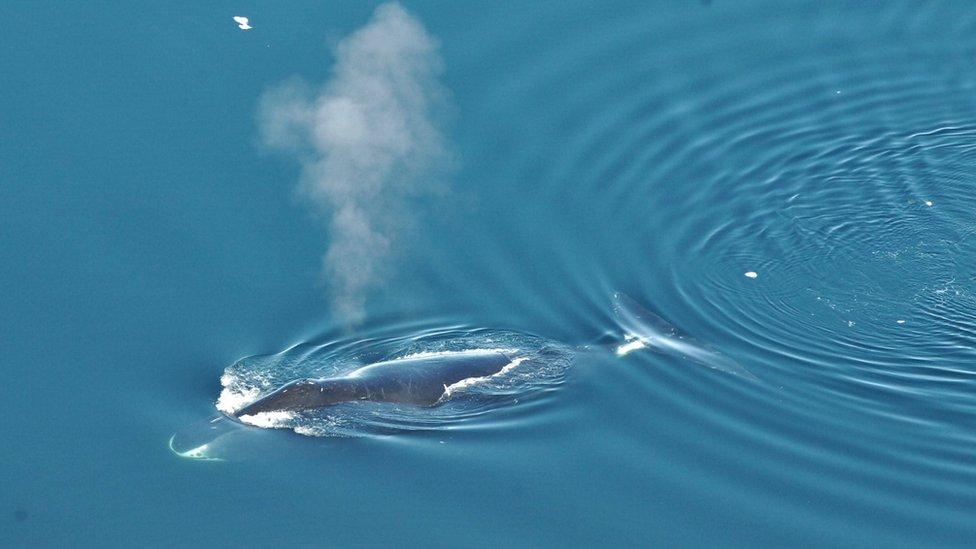 Así suenan las complejas canciones de la ballena boreal de Groenlandia